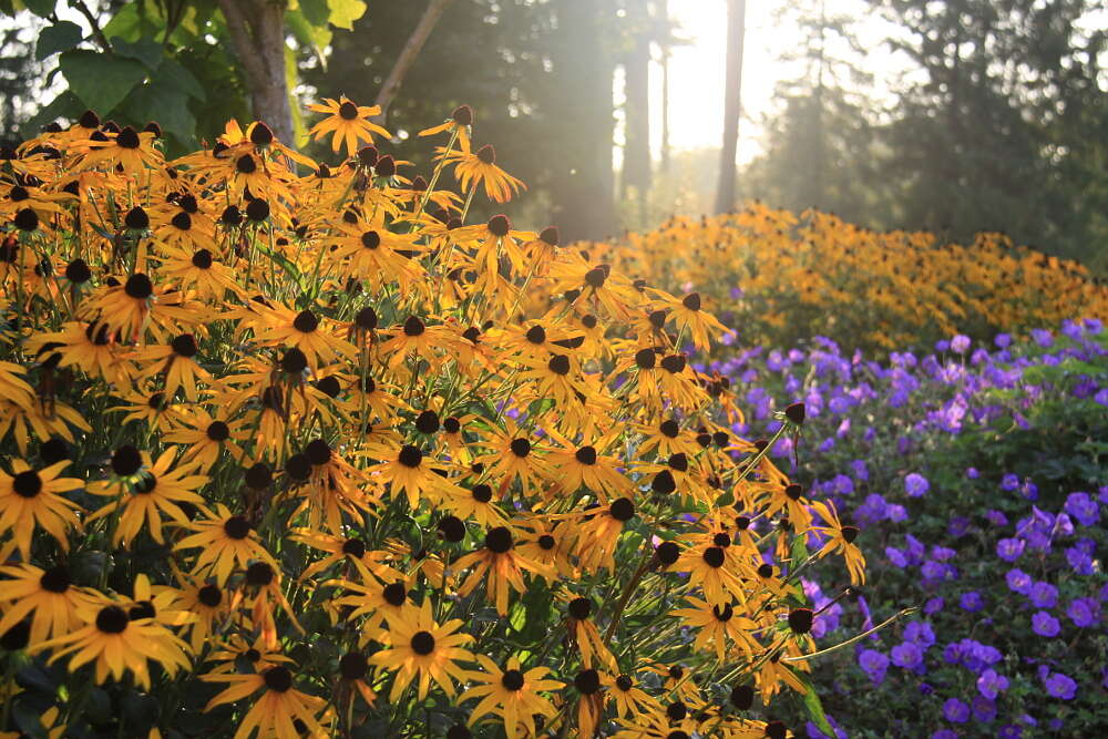 Image of coneflower