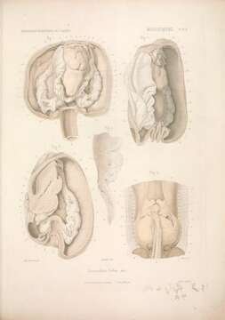 Image of Gastrochaena Spengler 1783