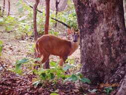 Image of Barking Deer