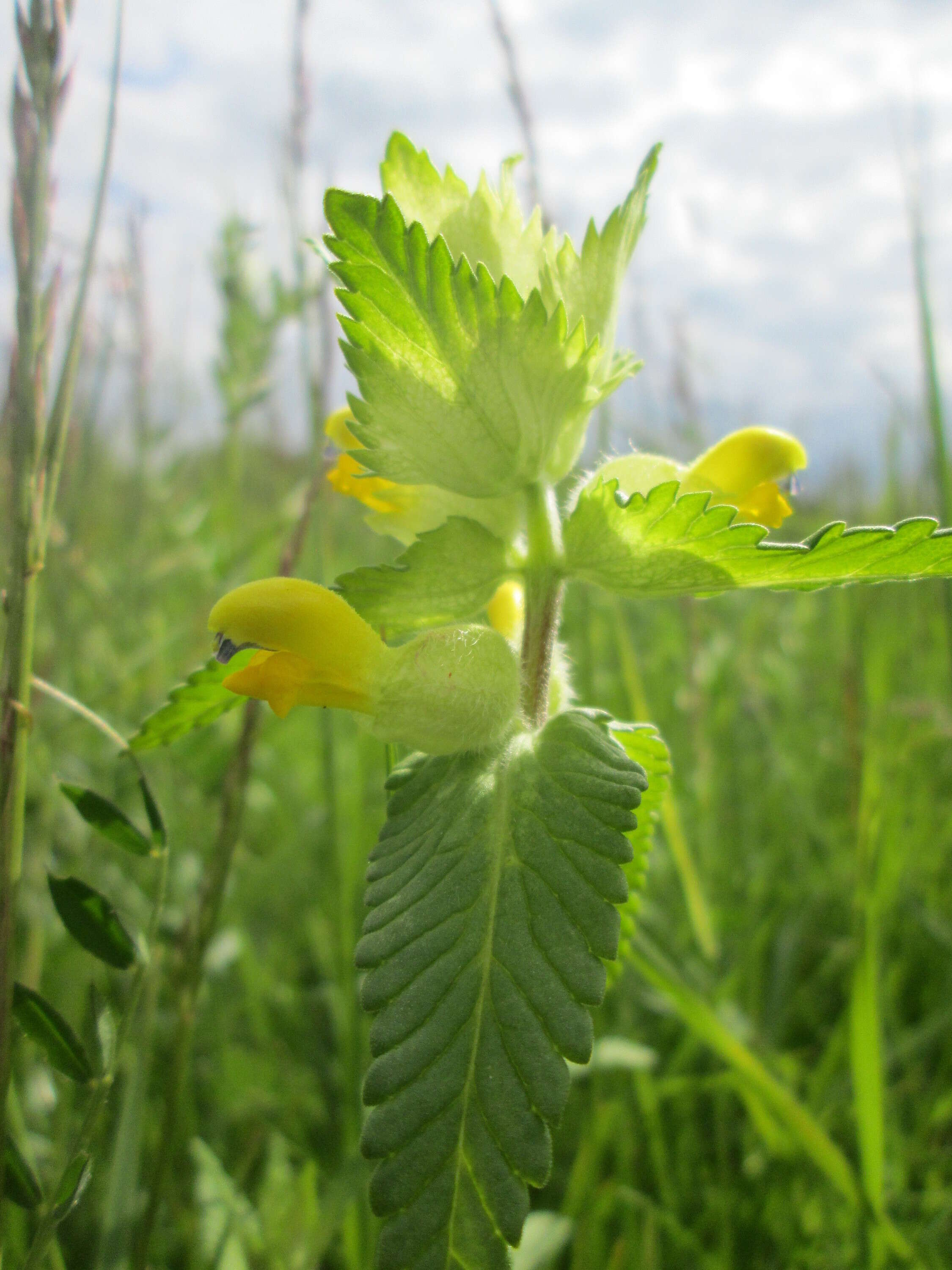 Image of European yellow rattle