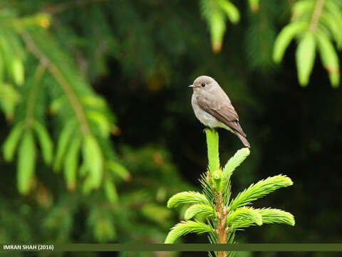 Image of Dark-sided Flycatcher