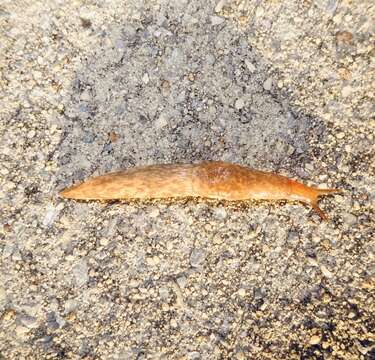 Image of grey field slug