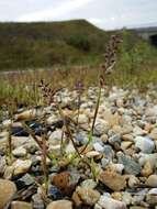 Image of stalked bur grass