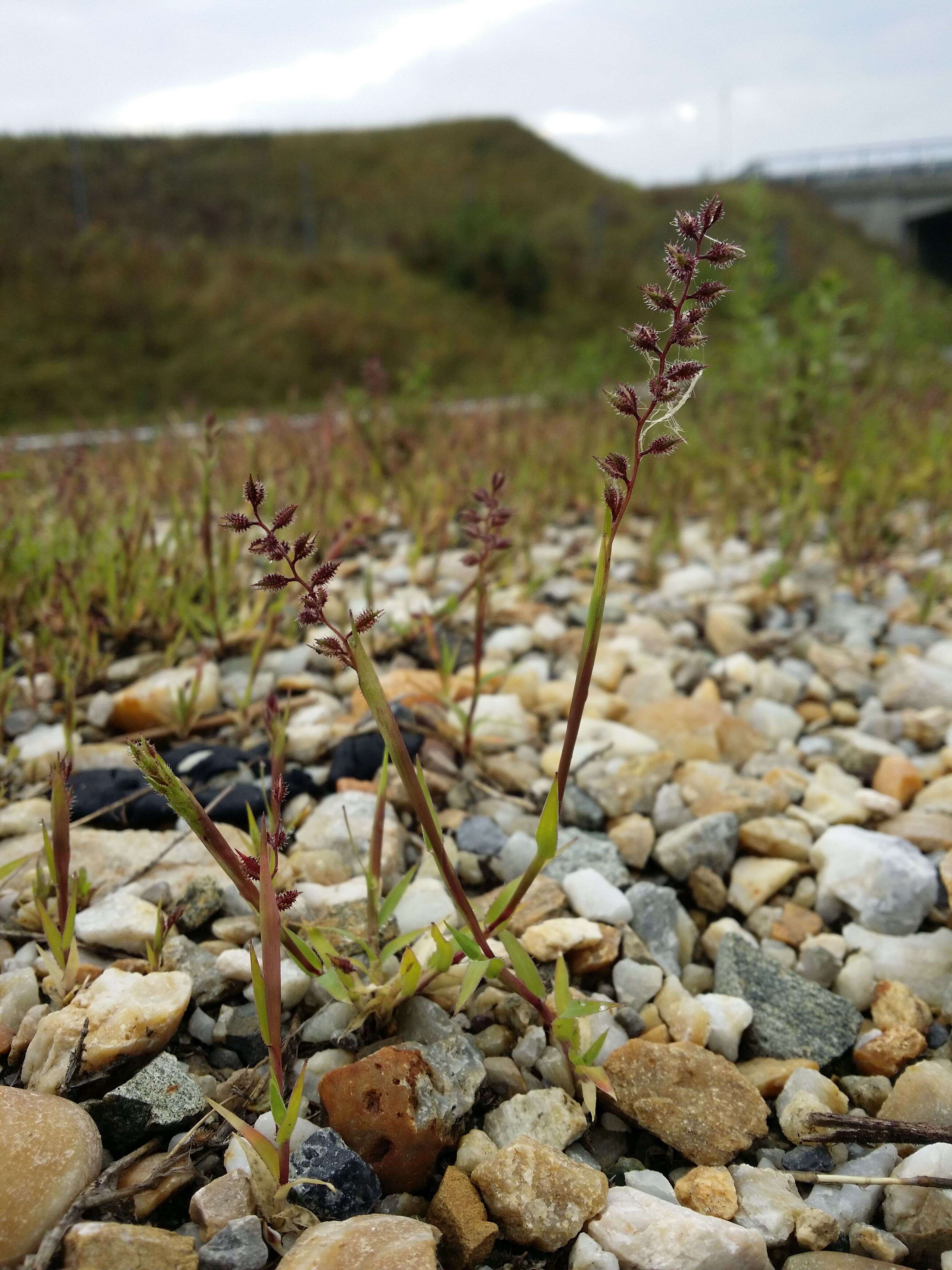 Image of stalked bur grass