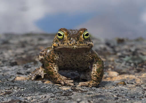 Image of Natterjack toad