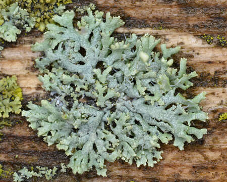 Image of rosette lichen