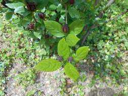 Image de Calycanthus floridus L.