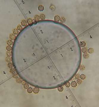 Image of Geastrum velutinum Morgan 1895