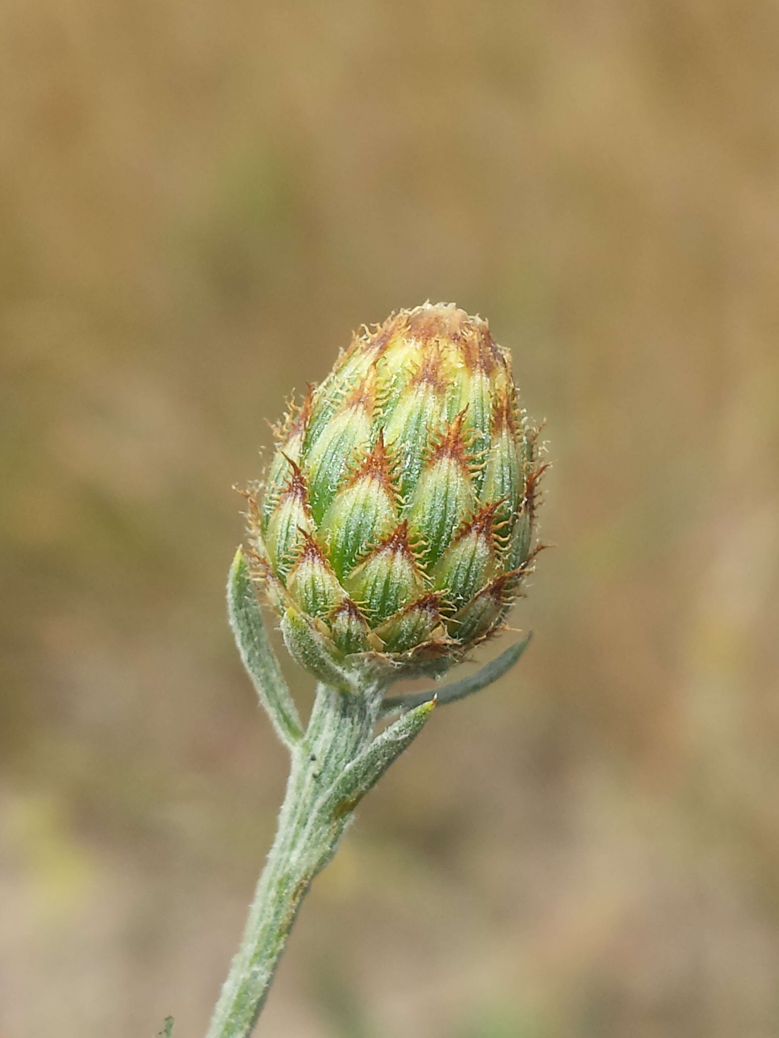 Image of spotted knapweed