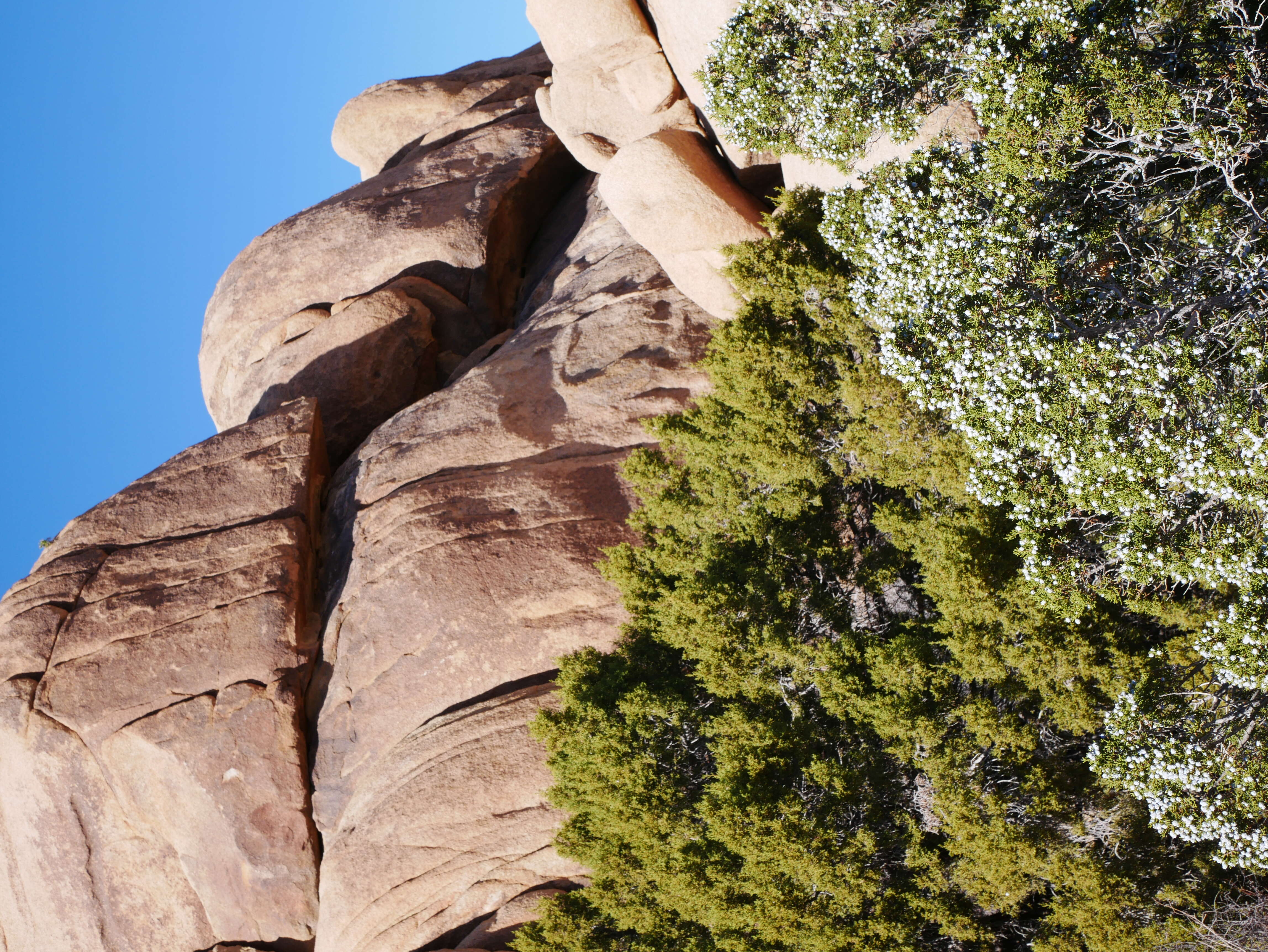 Imagem de Juniperus californica Carrière