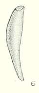 صورة Onchidella marginata (Couthouy ex Gould 1852)