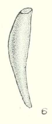 Image of Onchidella marginata (Couthouy ex Gould 1852)