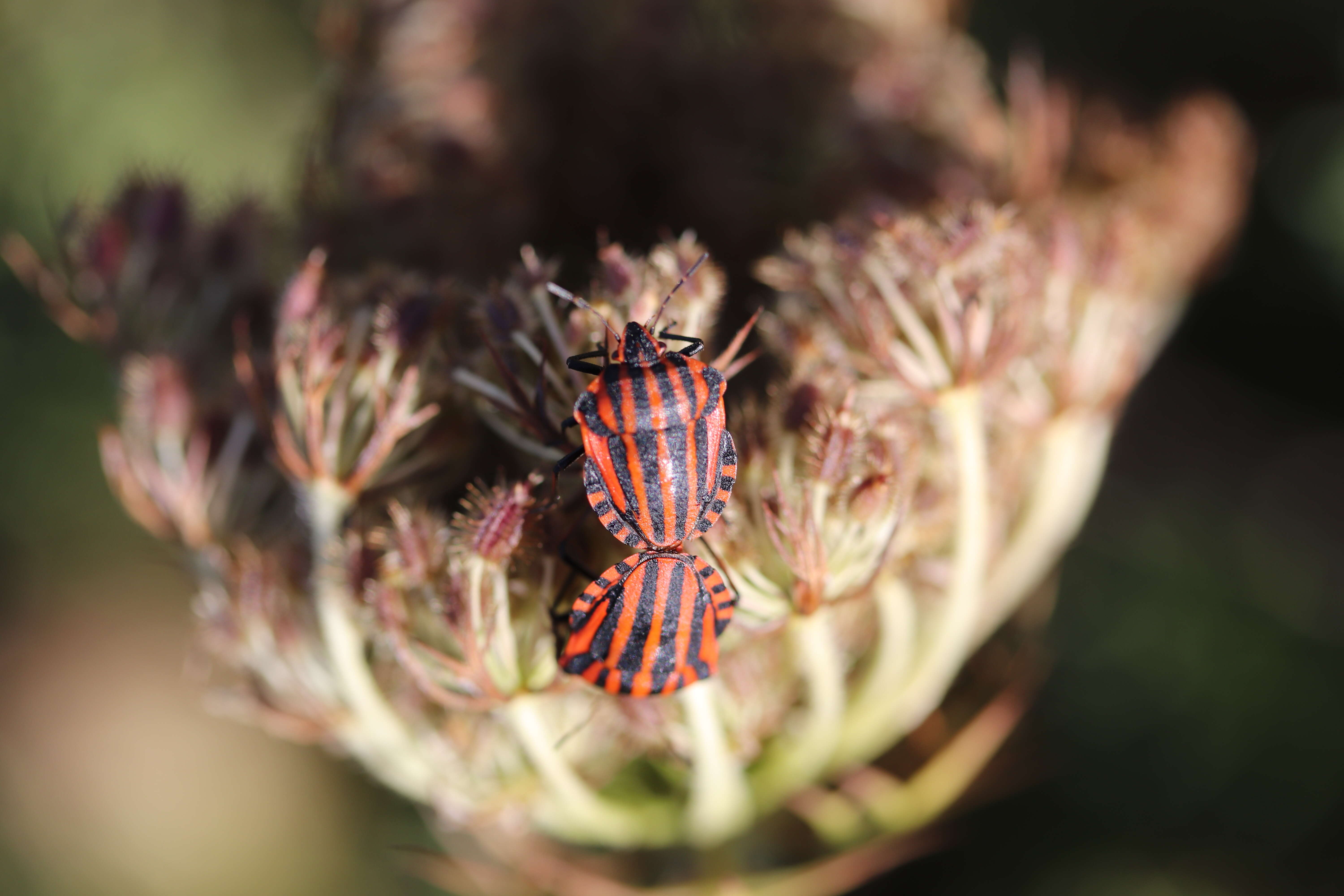 Image of <i>Graphosoma italicum</i>