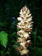 Imagem de Orobanche reticulata Wallr.