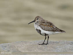 Image of Dunlin