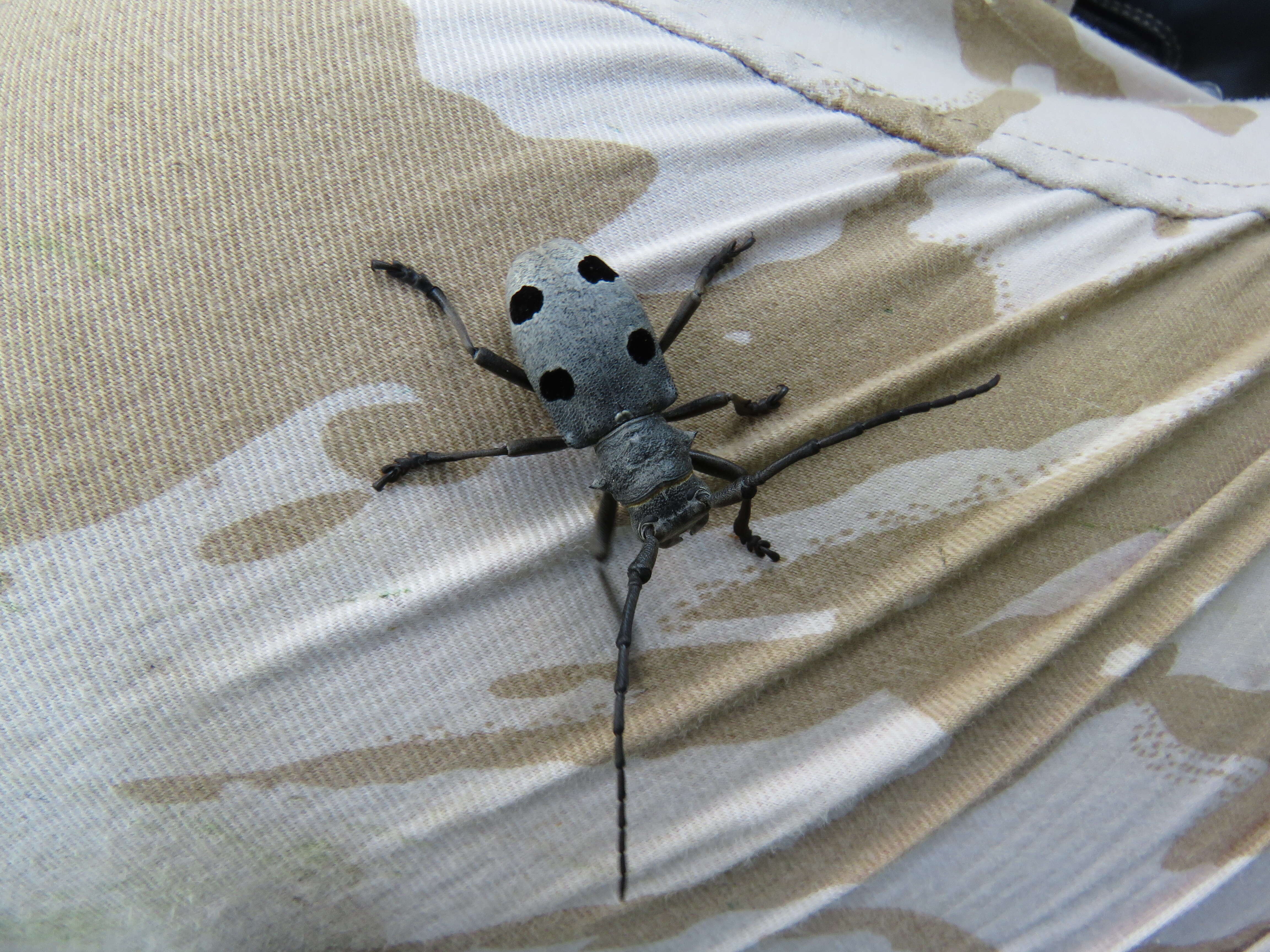 Image of Long-horned beetle