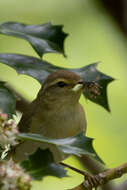 Image of Willow Warbler