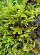 Image of common striated feather-moss