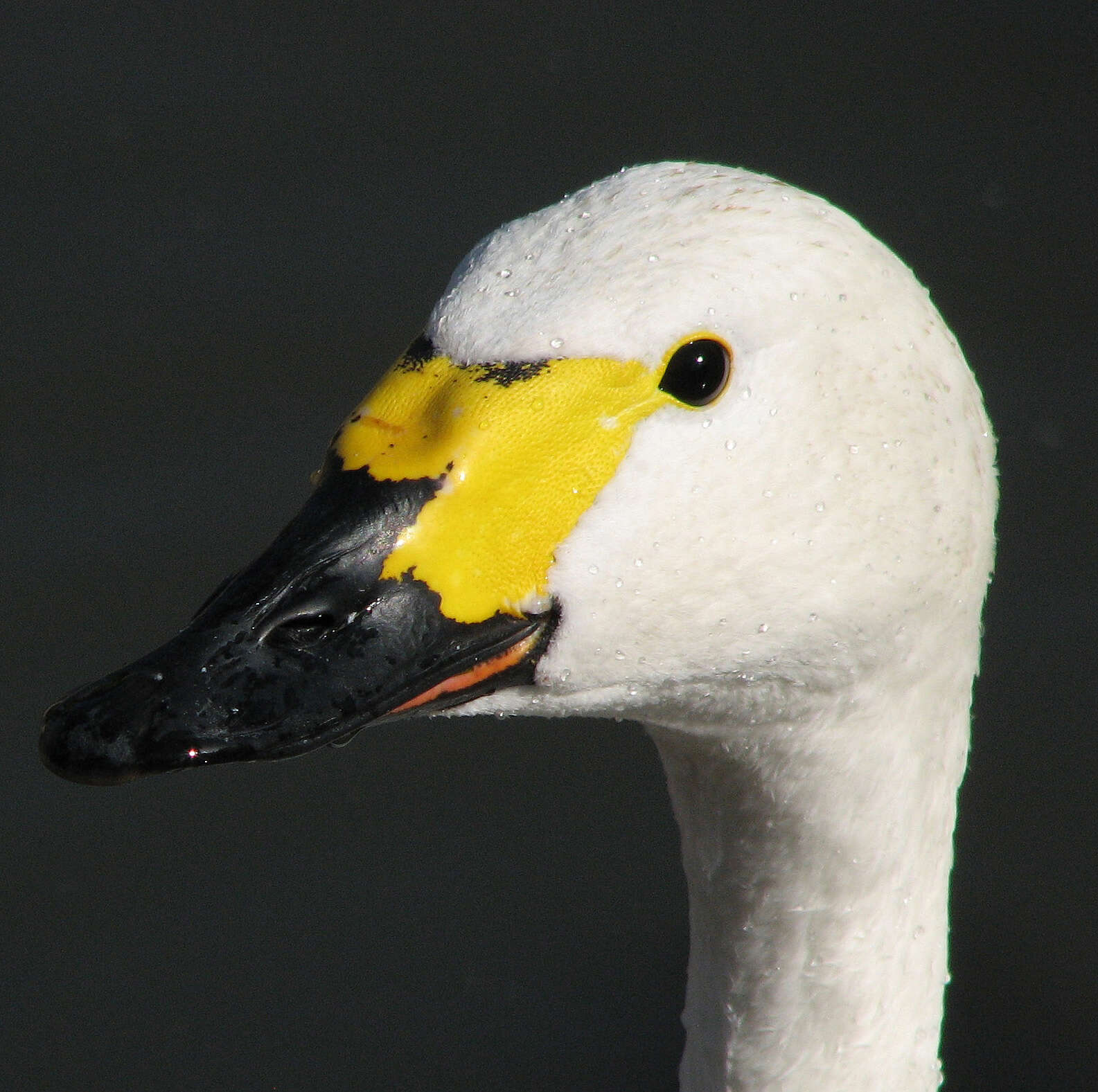 Image de Cygne de Bewick