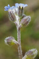 Image of Early Forget-me-not