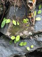 Image of leather-leaf fern