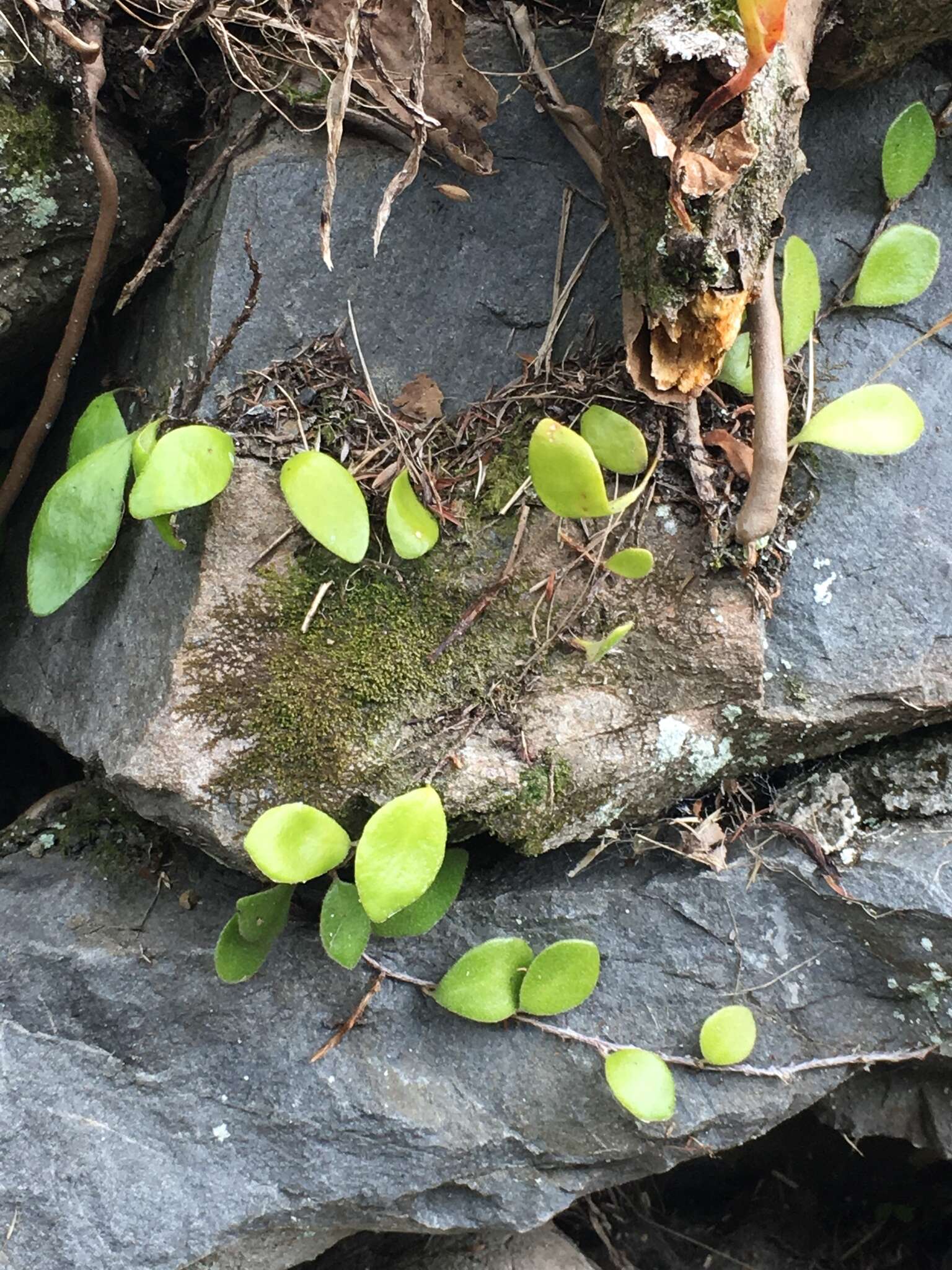 Image of leather-leaf fern