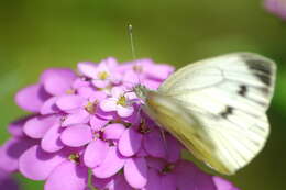 Plancia ëd Iberis umbellata L.