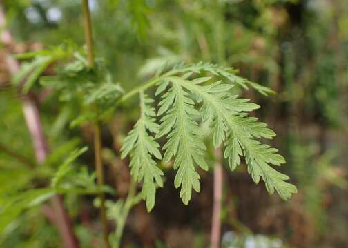 Image of sweet sagewort