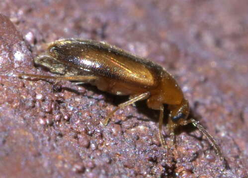 Image of Allopoda