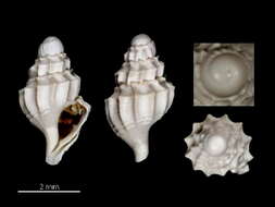 Image of Oenopota diabula Figueira & Absalão 2010