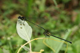 Image de Onychargia Selys 1865