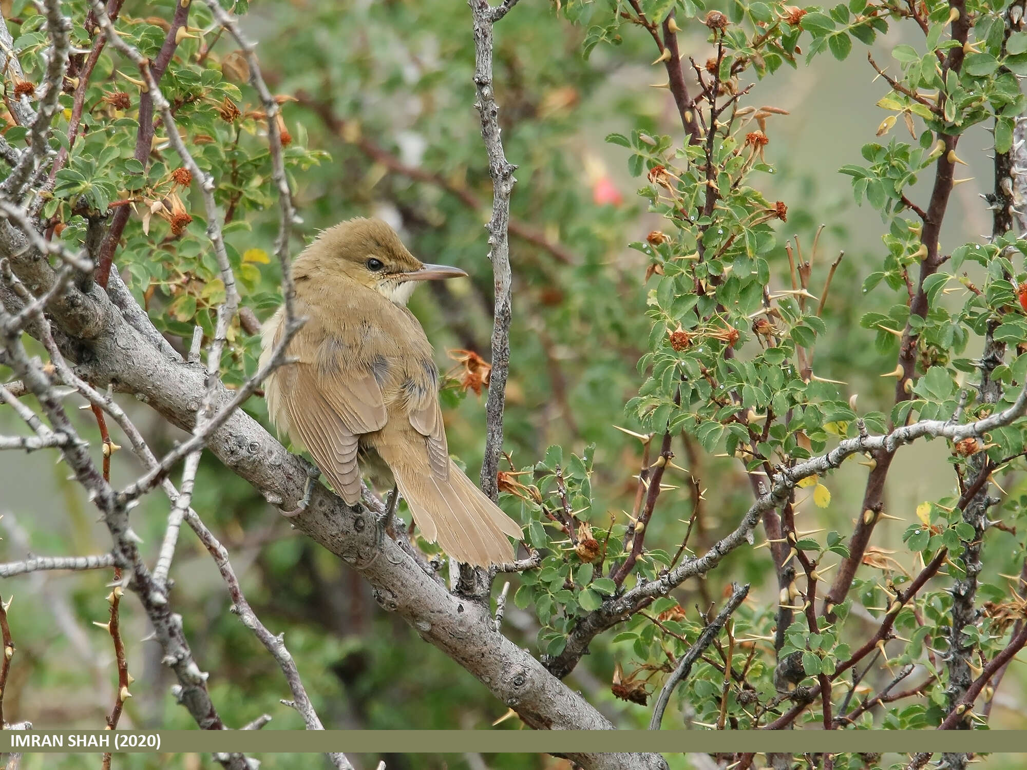 Image of Clamorous Reed Warbler