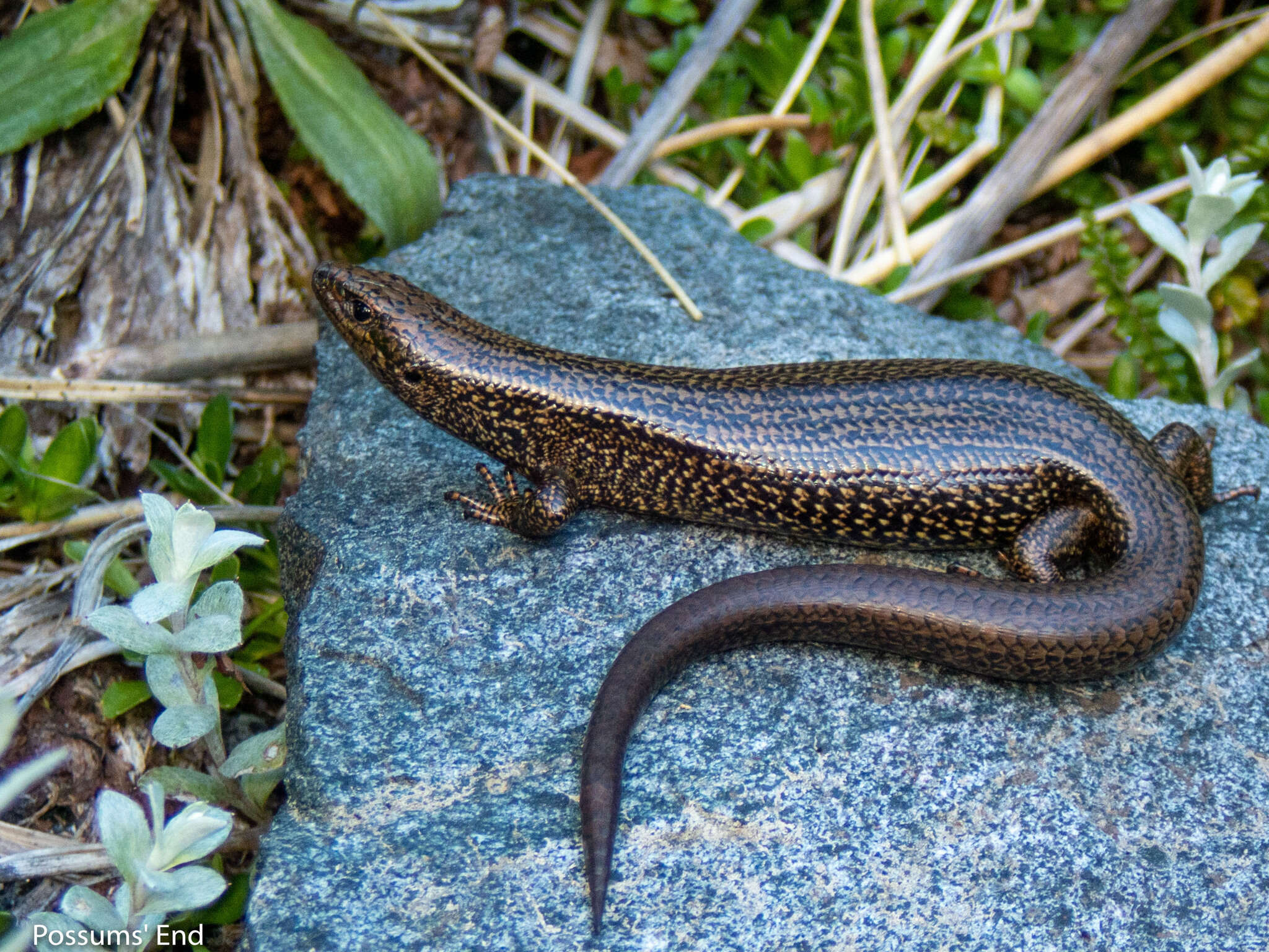 Image of Oligosoma awakopaka Jewell 2017