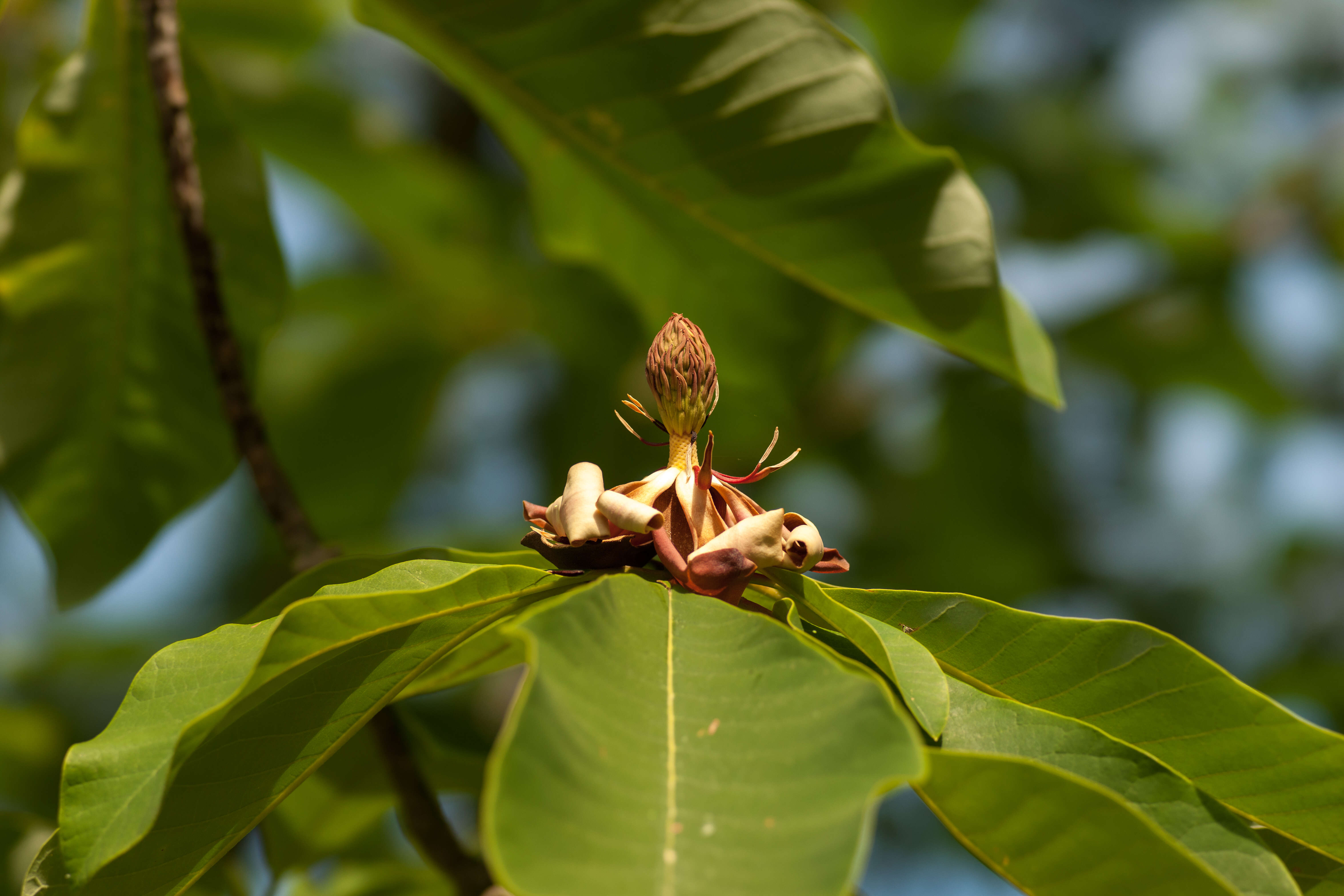 Image of Japanese Big Leaf Magnolia