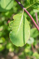 Image of Etruscan honeysuckle