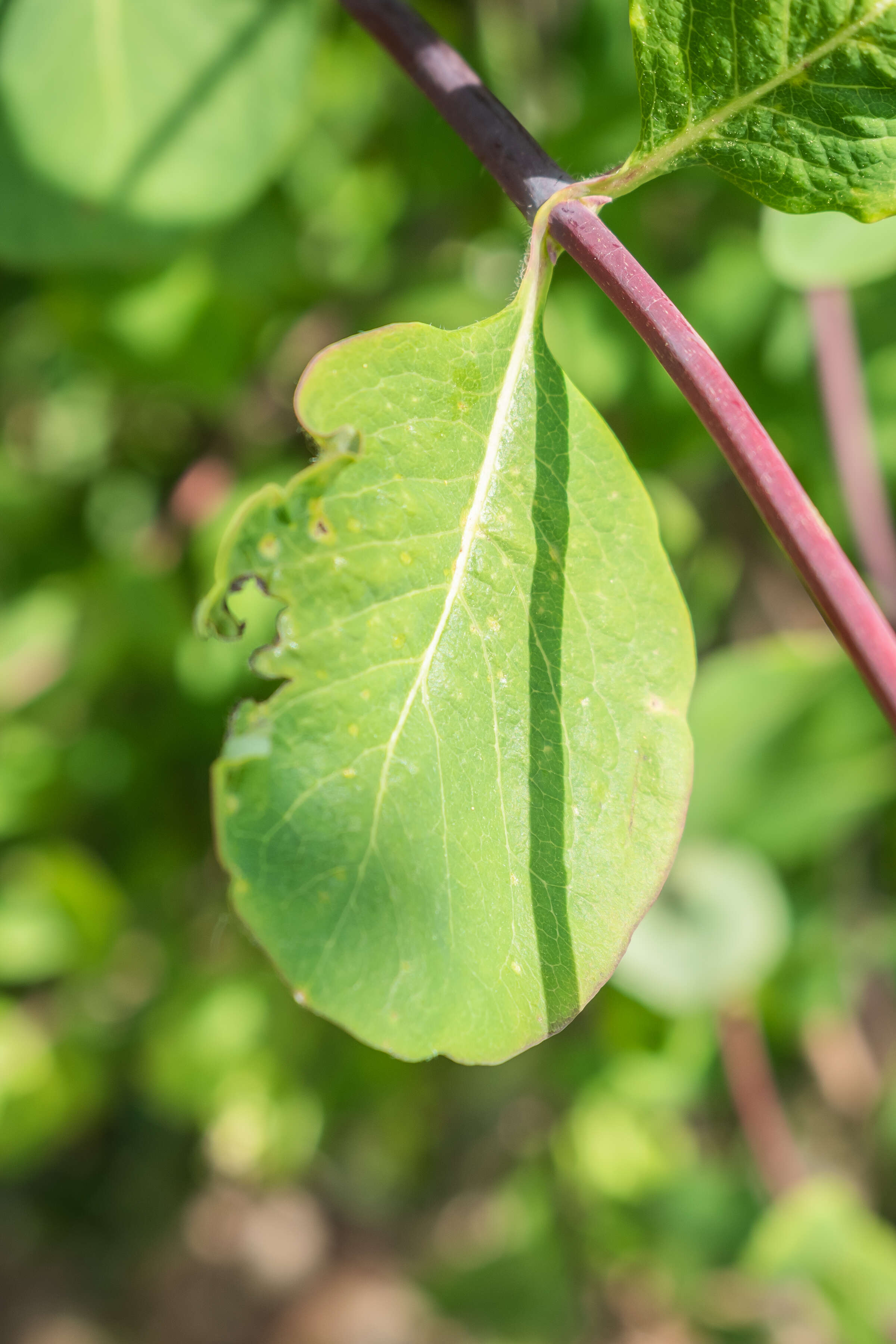 Image of Etruscan honeysuckle