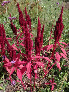 Image of Mexican Grain Amaranth