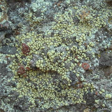 Plancia ëd Lecanora polytropa