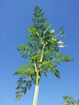 Image of little-leaf angelica