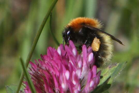 Image of Bombus muscorum (Linnaeus 1758)