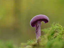 Image of Laccaria amethystina Cooke 1884