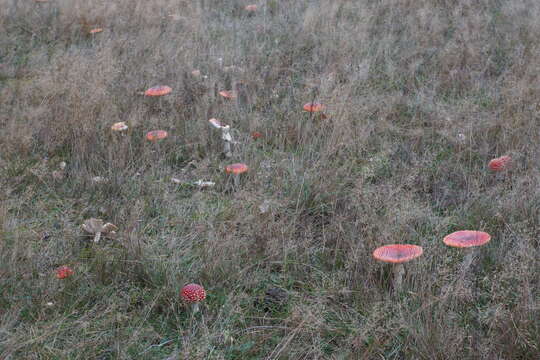 Image of Fly agaric