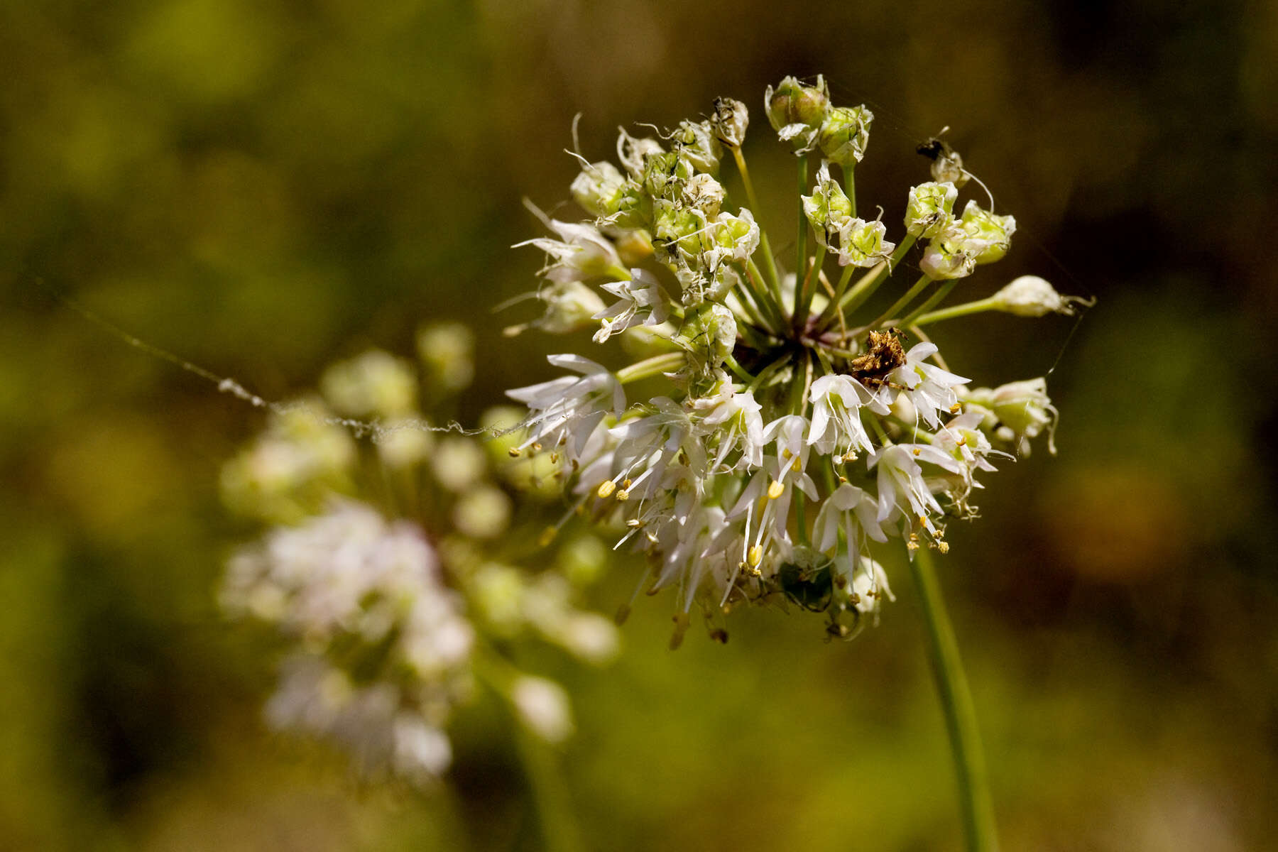 Image of Lady's leek