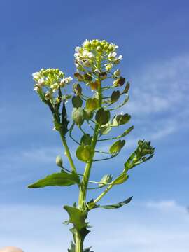 Image of field pennycress