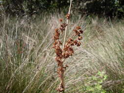 Image of Juncus kraussii Hochst.