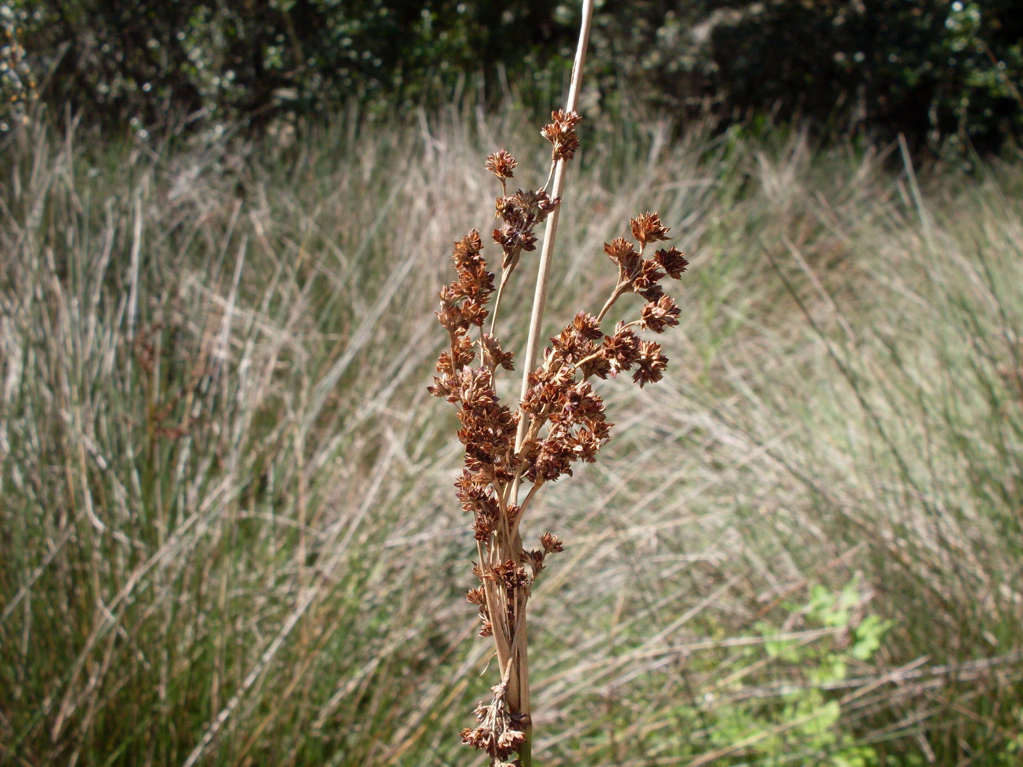 Image of Juncus kraussii Hochst.