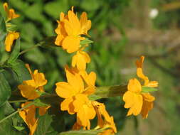 Imagem de Crossandra infundibuliformis (L.) Nees