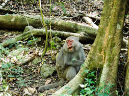 Image of Taiwan macaque