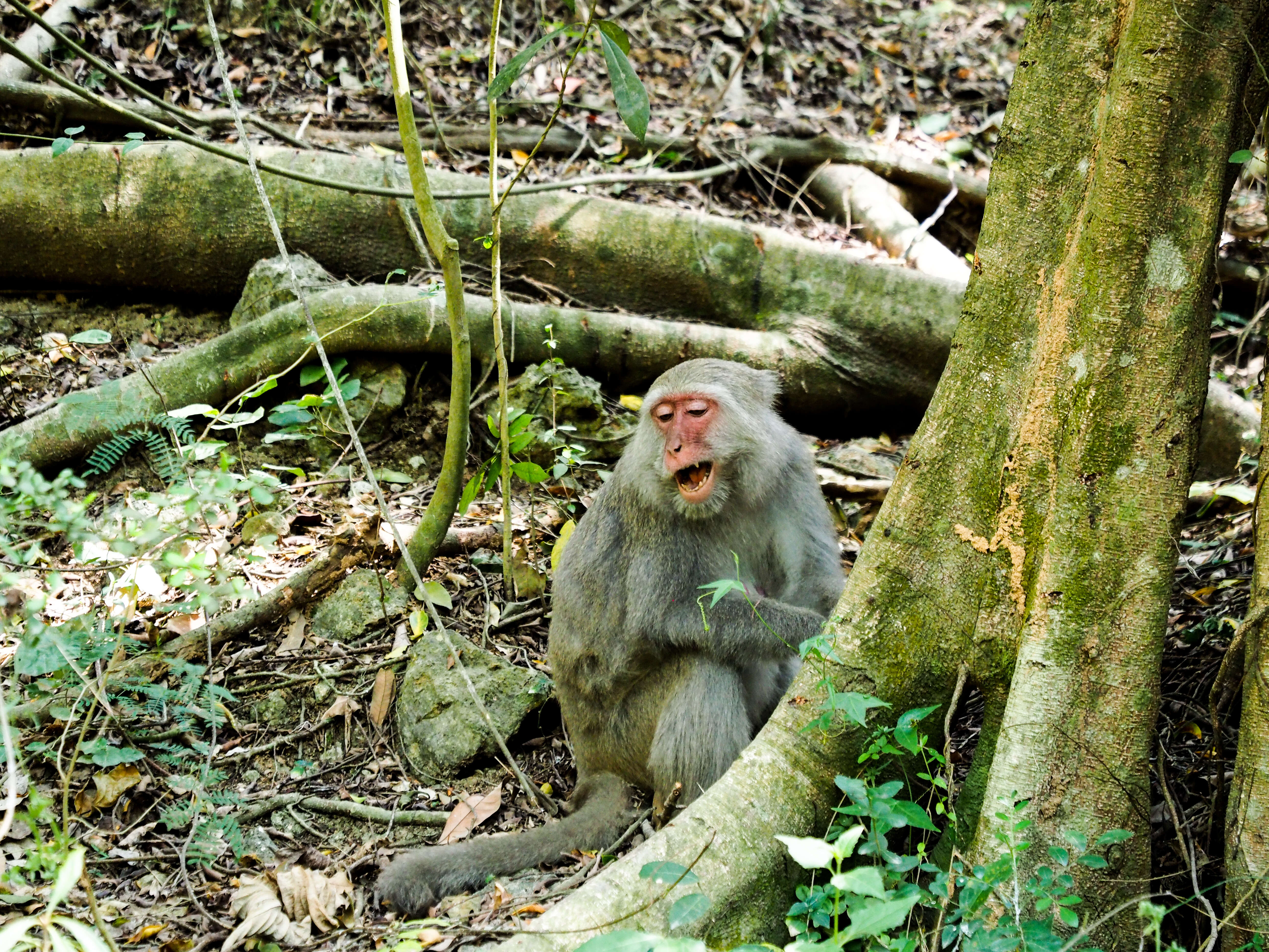 Image of Taiwan macaque