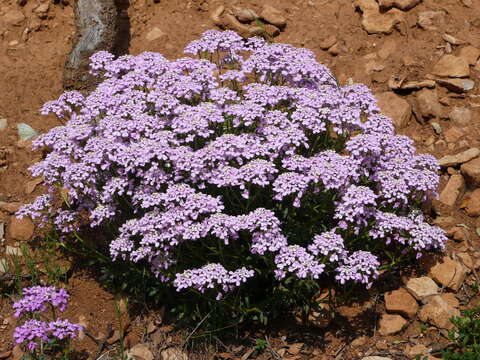 Image of Candytuft